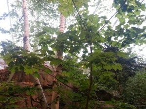 Floresta Tropical  SomosdoMundo